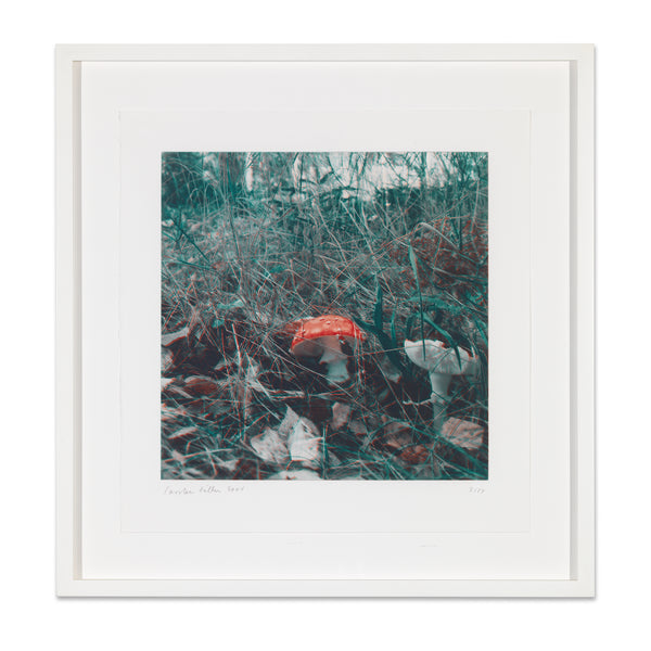 Carsten Höller: Mushroom print in frame