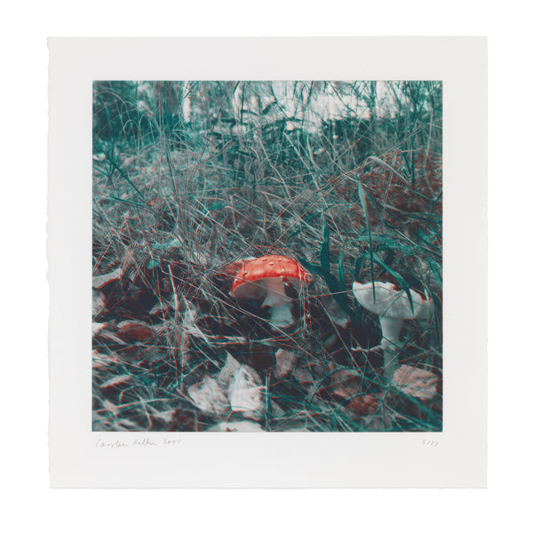 Carsten Höller: Mushroom print