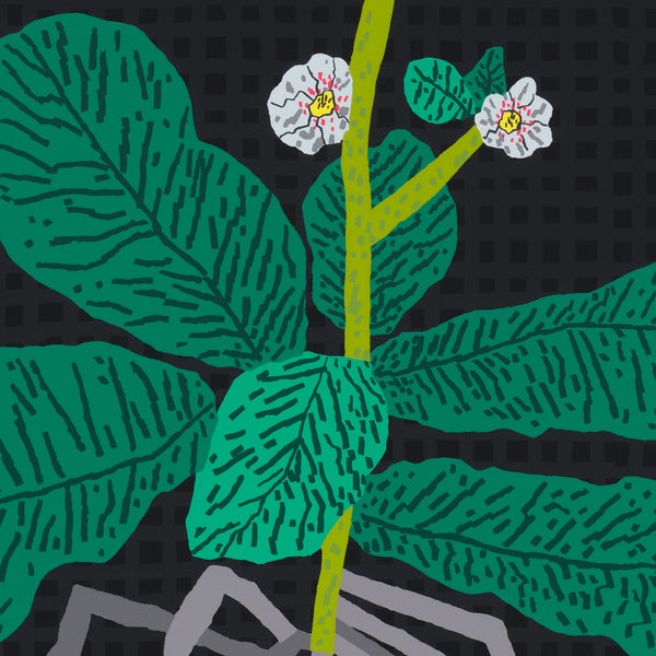 Detail of Jonas Wood: White Flower with Grid print