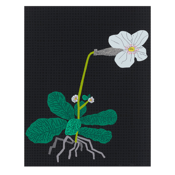 Jonas Wood: White Flower with Grid print